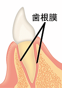 歯根膜の説明イラスト